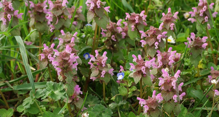 Urzică moartă purpurie – Lamium purpureum